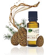 Cheveux Gras Huile Essentielle Aromathérapie Cèdre de l'Atlas Olyaris