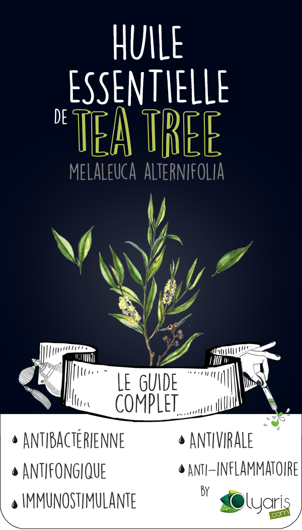 Tout Savoir Sur L'huile Essentielle De Tea Tree - Klarcha