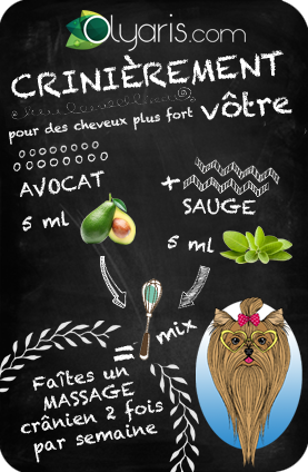 recette avocat 2